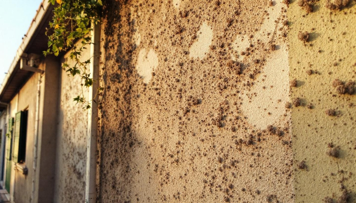 Éradiquer naturellement les micro-organismes des façades ?